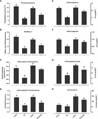 Elevated CO2 reduced antimony toxicity in wheat plants by improving photosynthesis, soil microbial content, minerals, and redox status